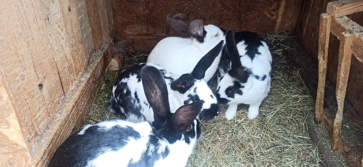 Predám králiky - 7