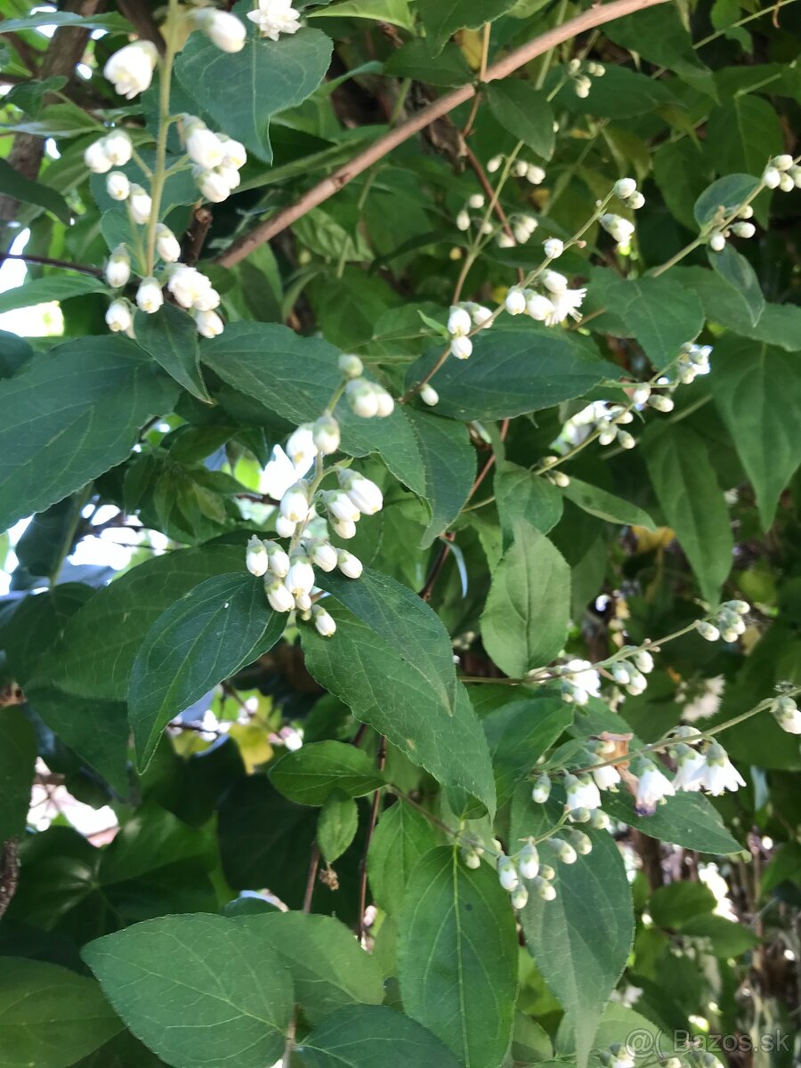 Predám JAZMÍN a PAJAZMÍN - 7