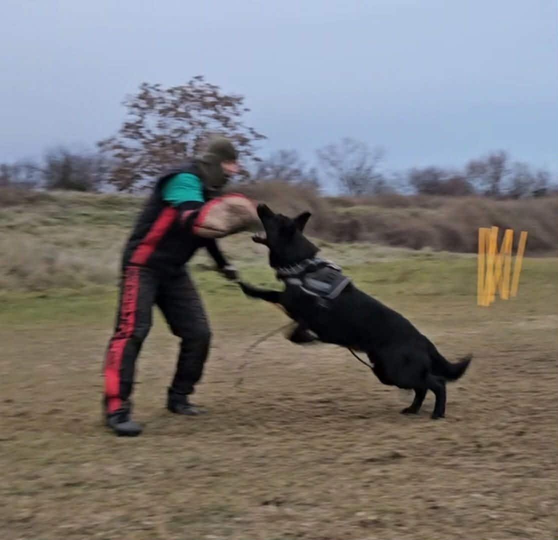 Nemecký ovčiak šteniatka - 7