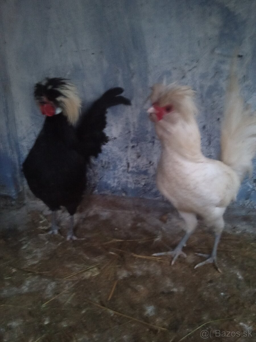 Predám kohúta Paduanka - 7