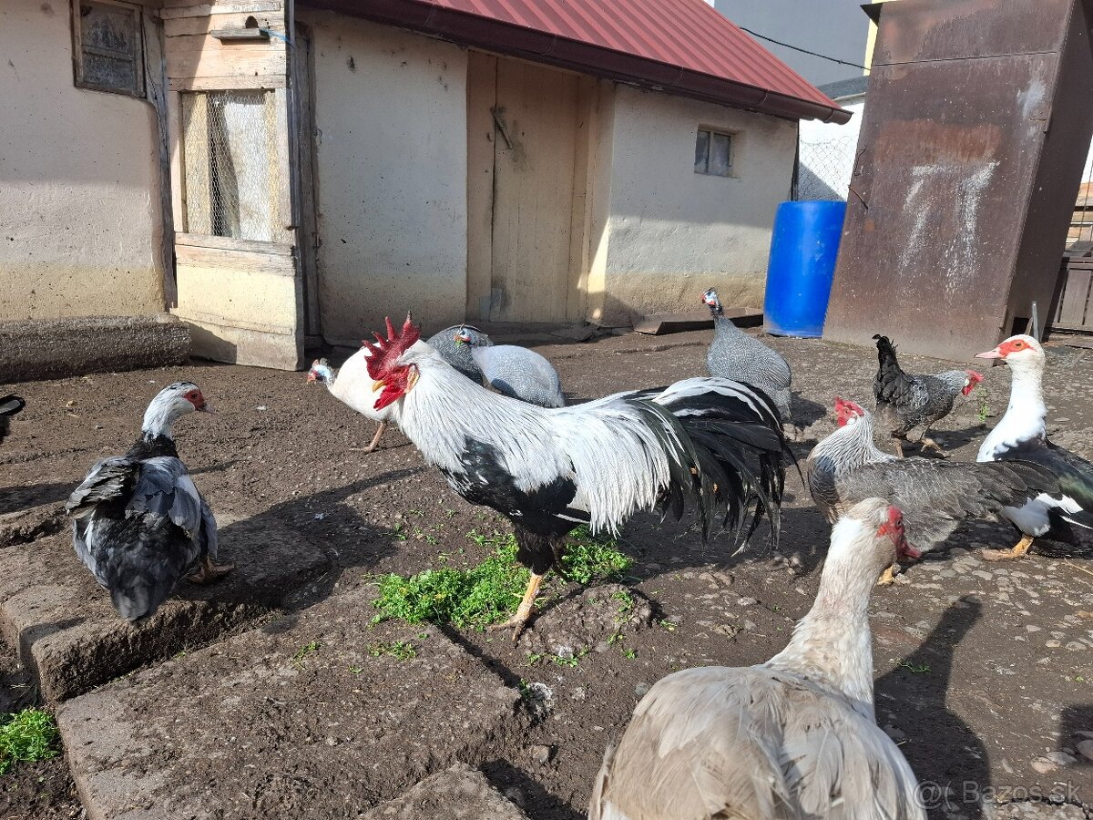 Násadove vajička-Vlaška Strieborná - 7