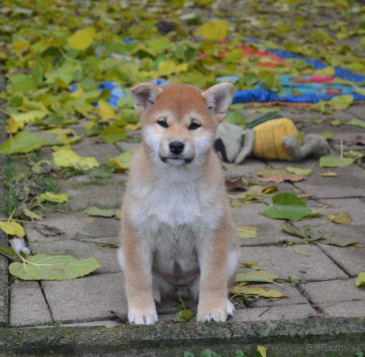 Shiba inu s PP /FCI / - 7
