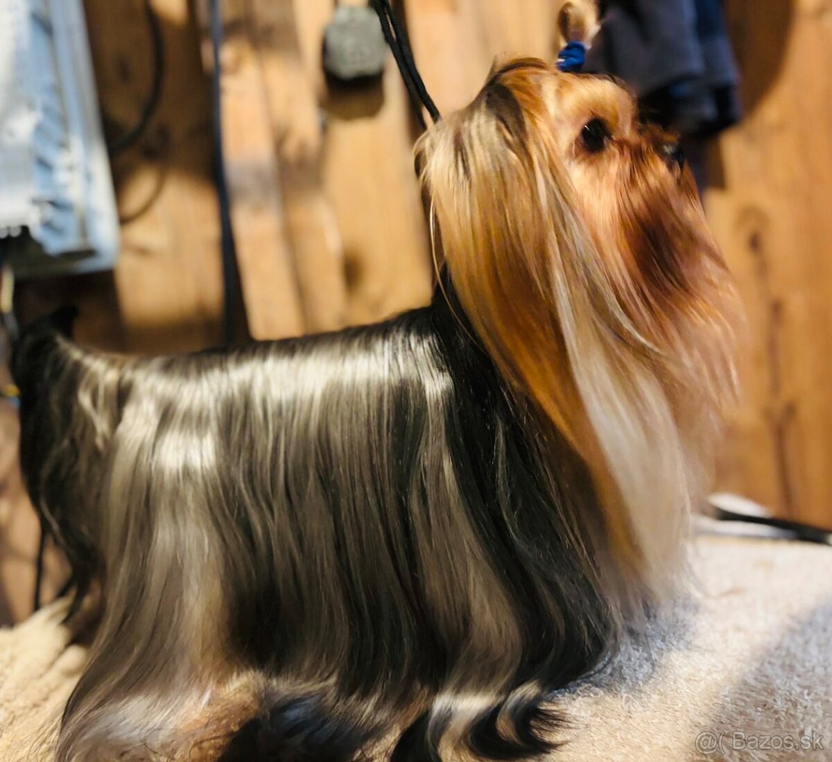 Yorkshire terrier s PP - 7