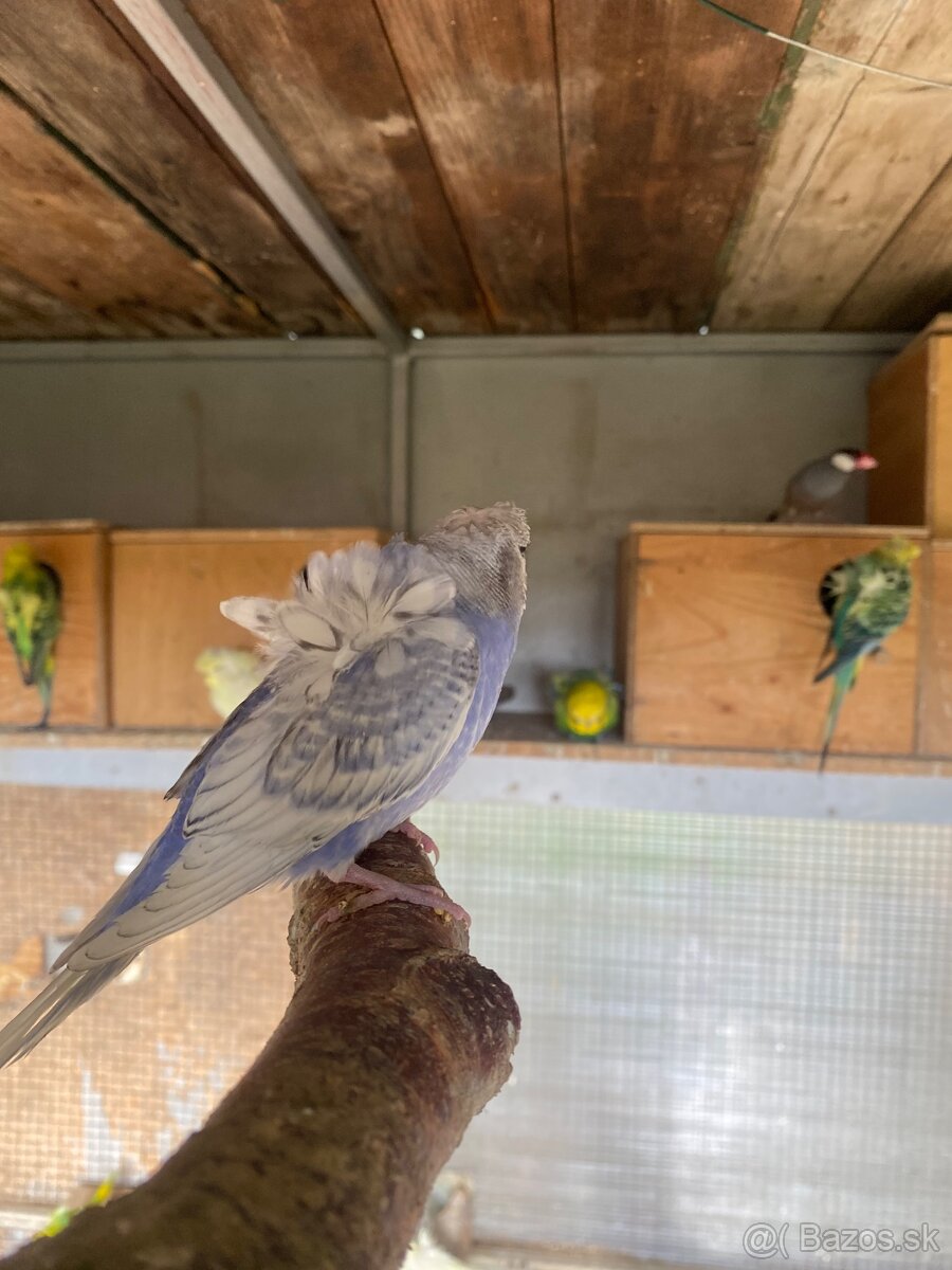 Hagoromo andulky - 7