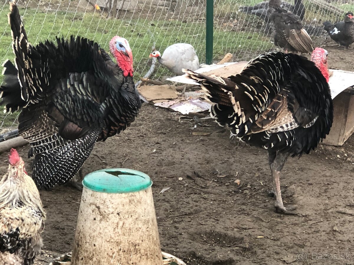 Moriak bronzový - predám - 7