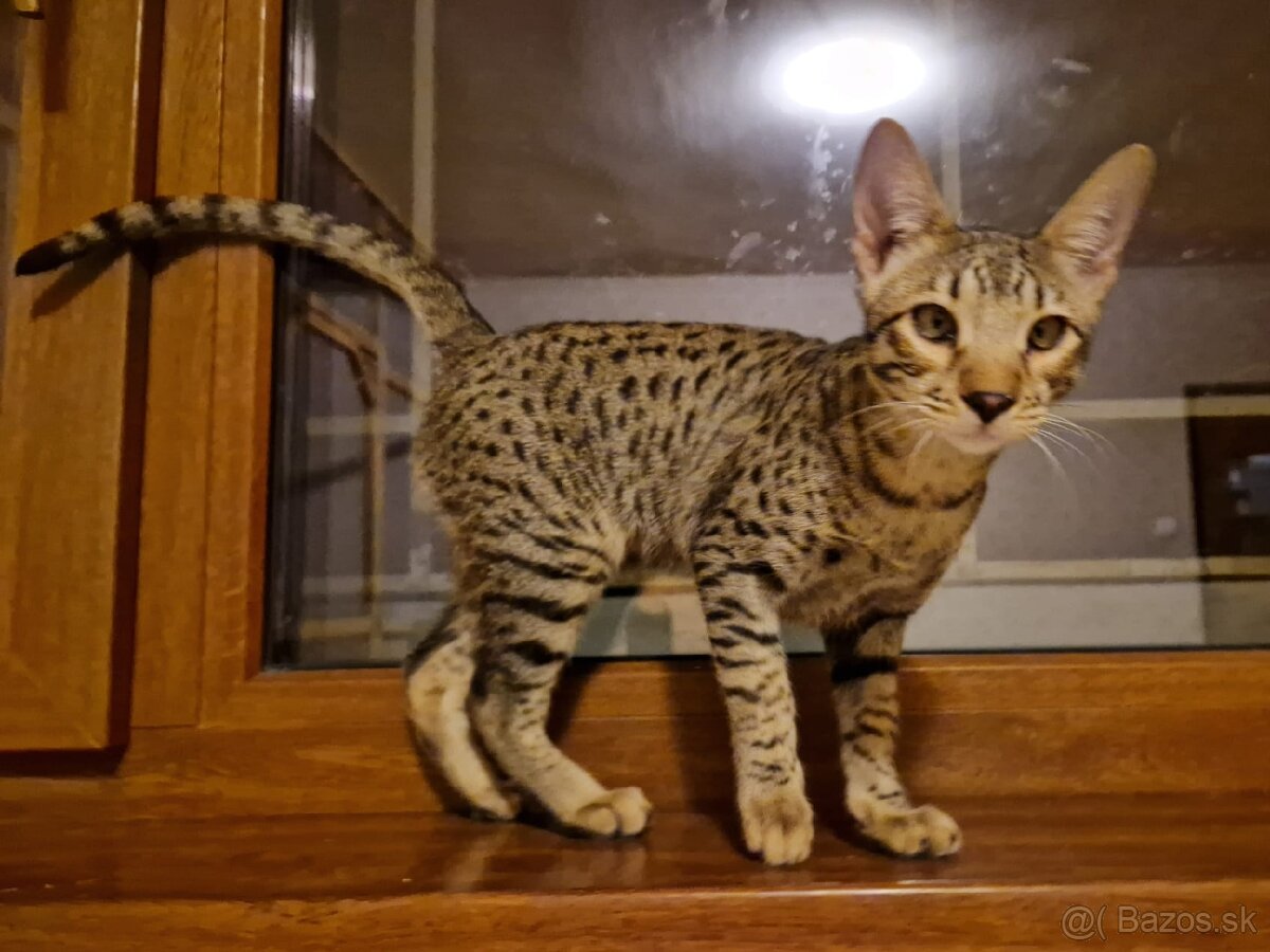 Ponúkam Savannah kocúrika - 7