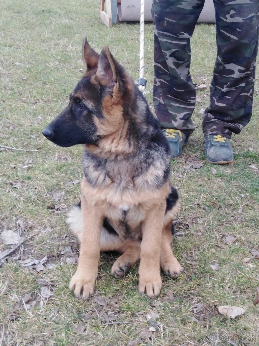 Nemecký ovčiak šteniatka - 7