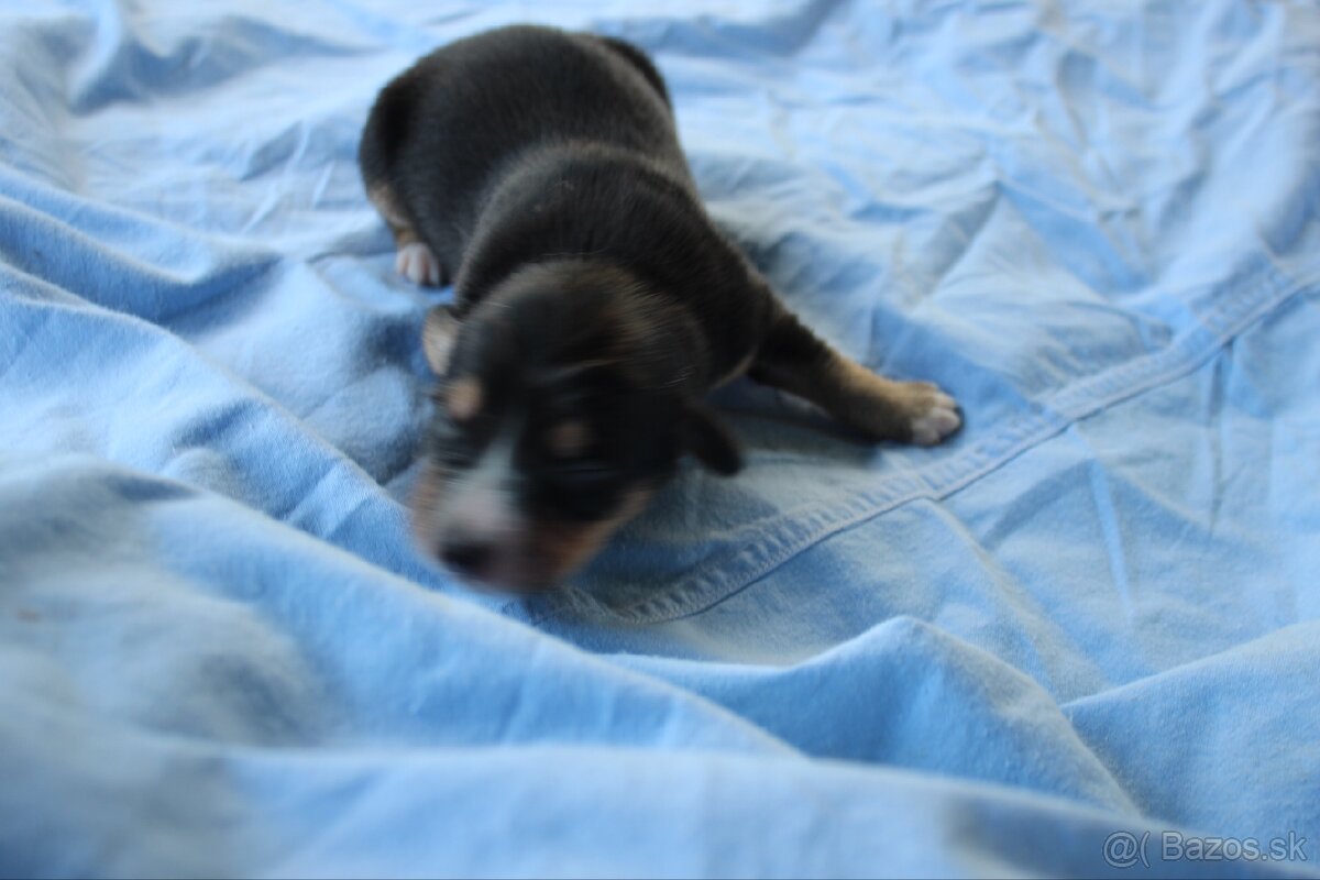 Ponúkam šteniatka - 7