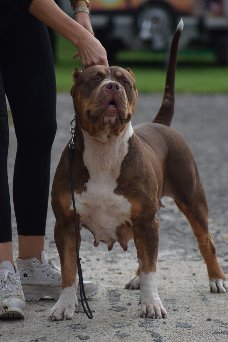 American Bully XL - 7