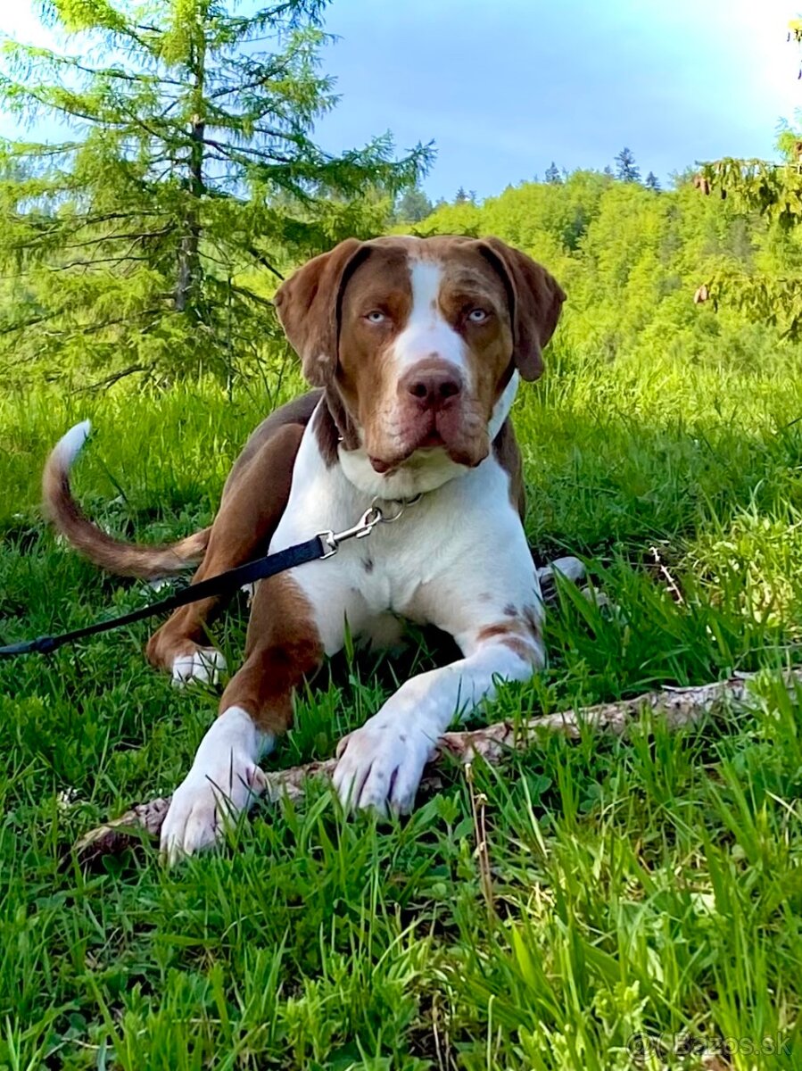 Louisianský leopardí pes - šteniatka s PP - 7