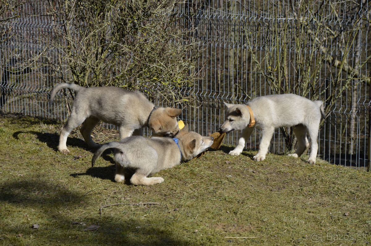 Československý vlčiak/vlčák štěňata s PP - 7