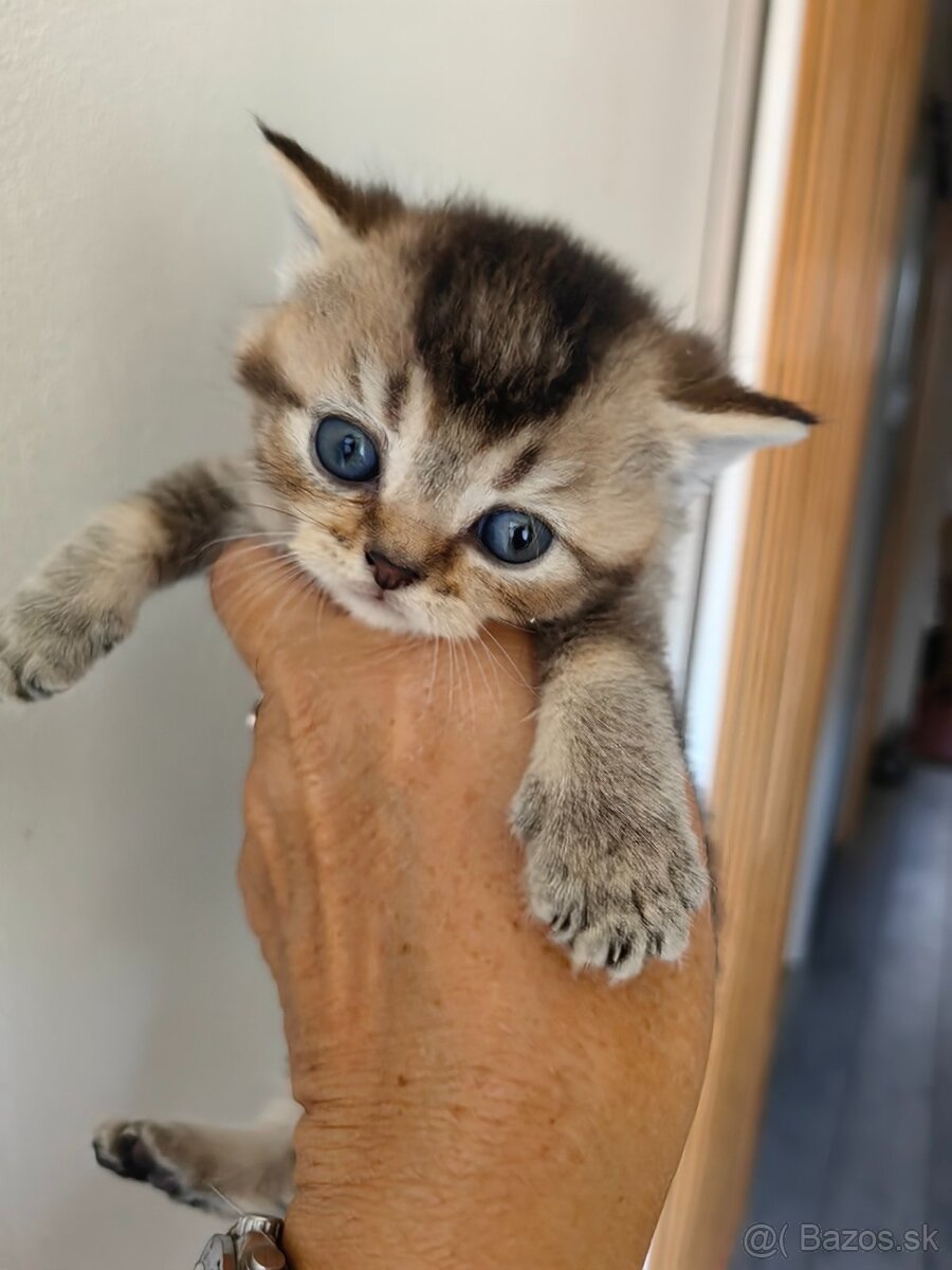 Britská krátkosrstá mačka - 7