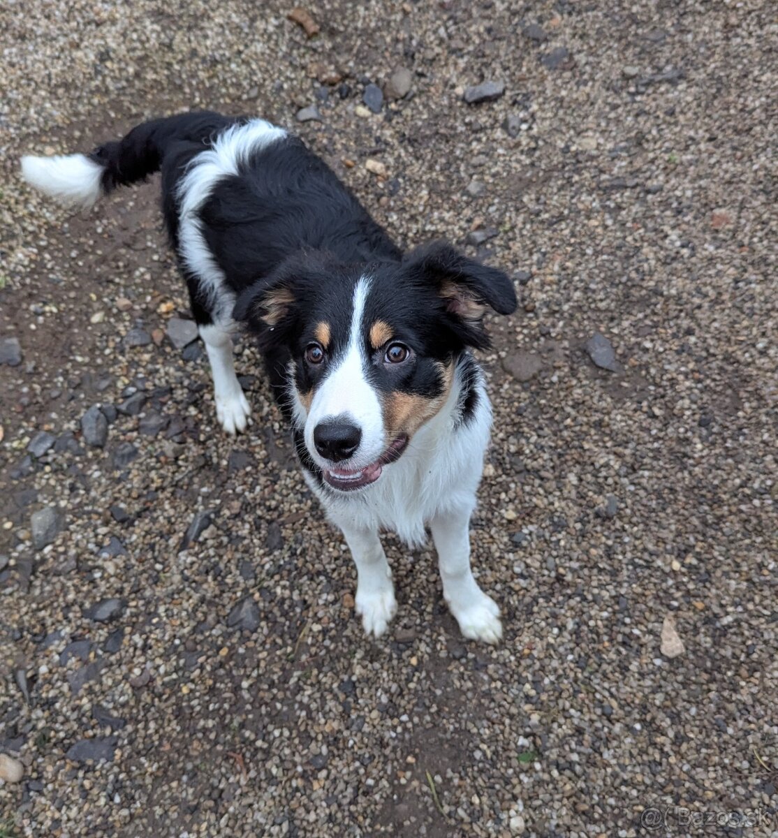 Border kolia tricolor - 7