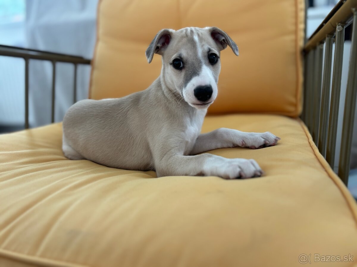 Vipet s preukazom pôvodu - 7