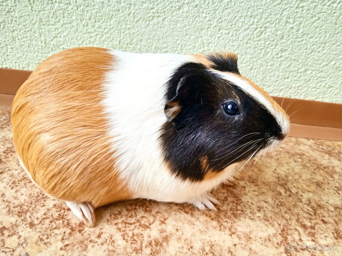 Predám morčatá, samec mesačný, samice ročné - 7