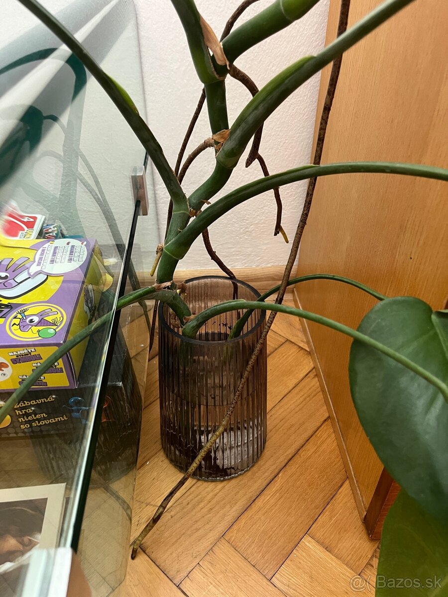 Monstera rastliny - 7