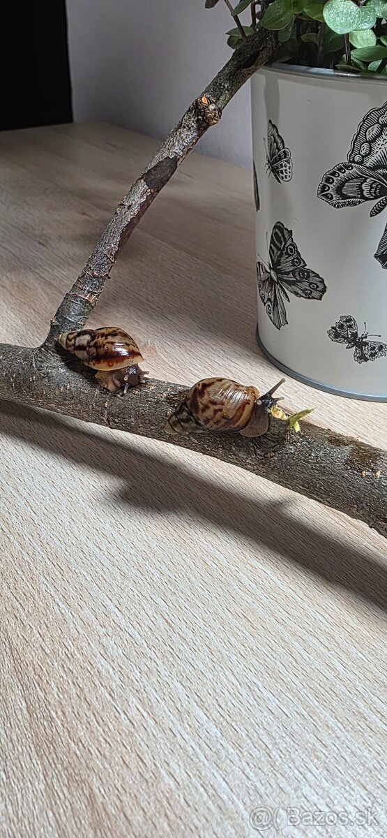 Slimák africký - 7