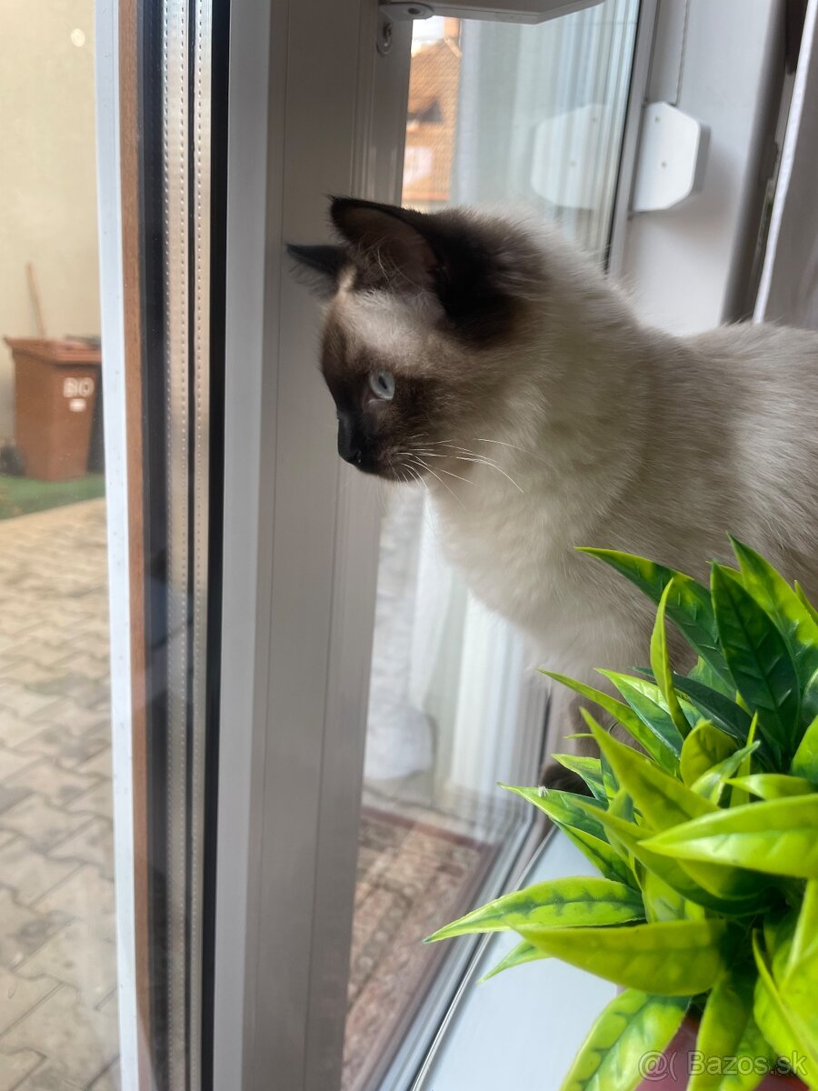 Mačiatka Ragdoll bez PP - 7