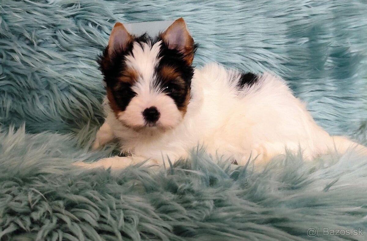 Yorkshire teriér, Biewer, Biro, Yorkshire teriér s PP - 7