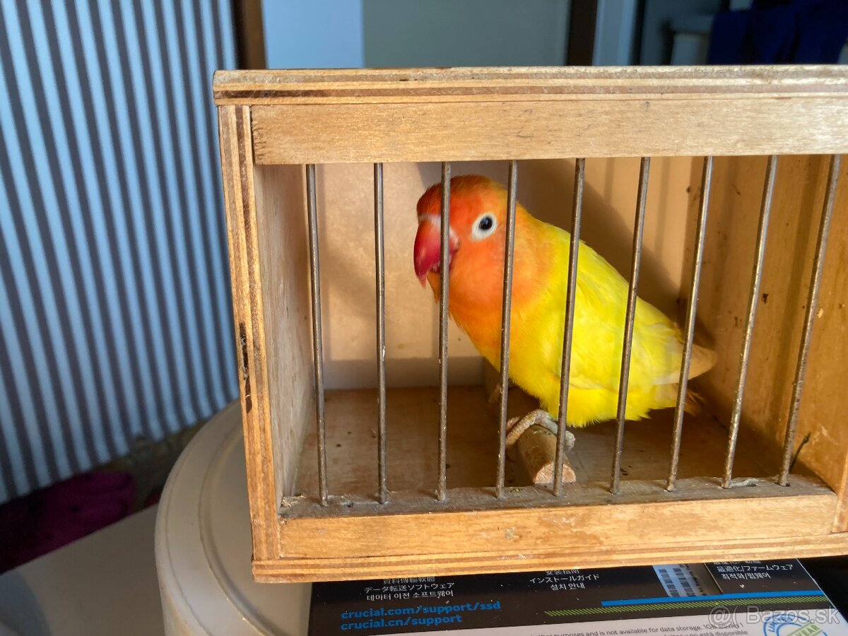 agapornis fischeri - 7