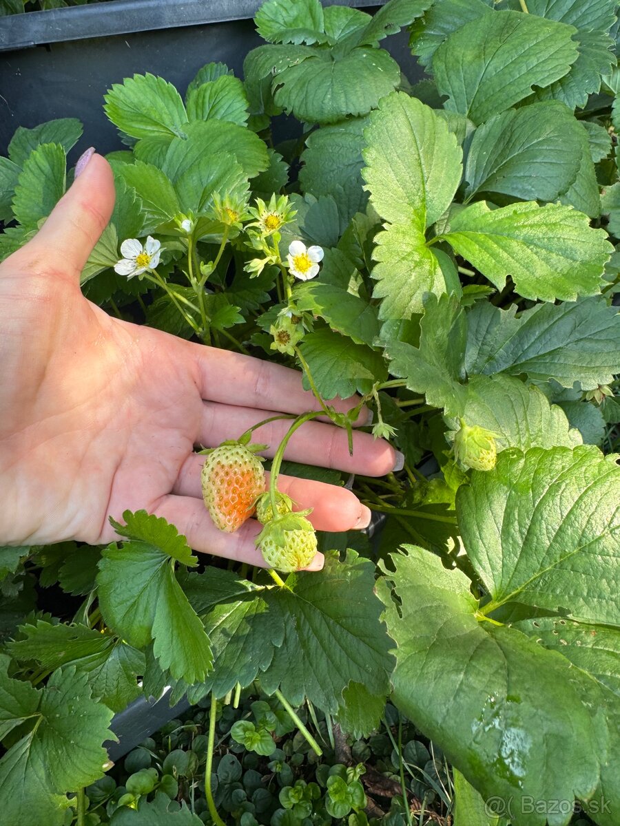 Sadenice mara de bois - ťahavé vysiace jahody - 7