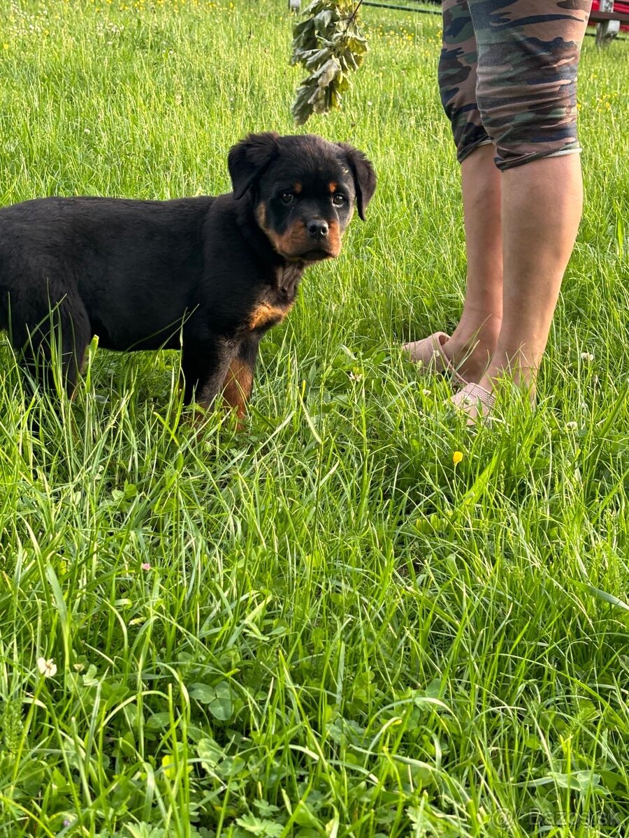 Rotvajler, rtw, rottweiler - 7