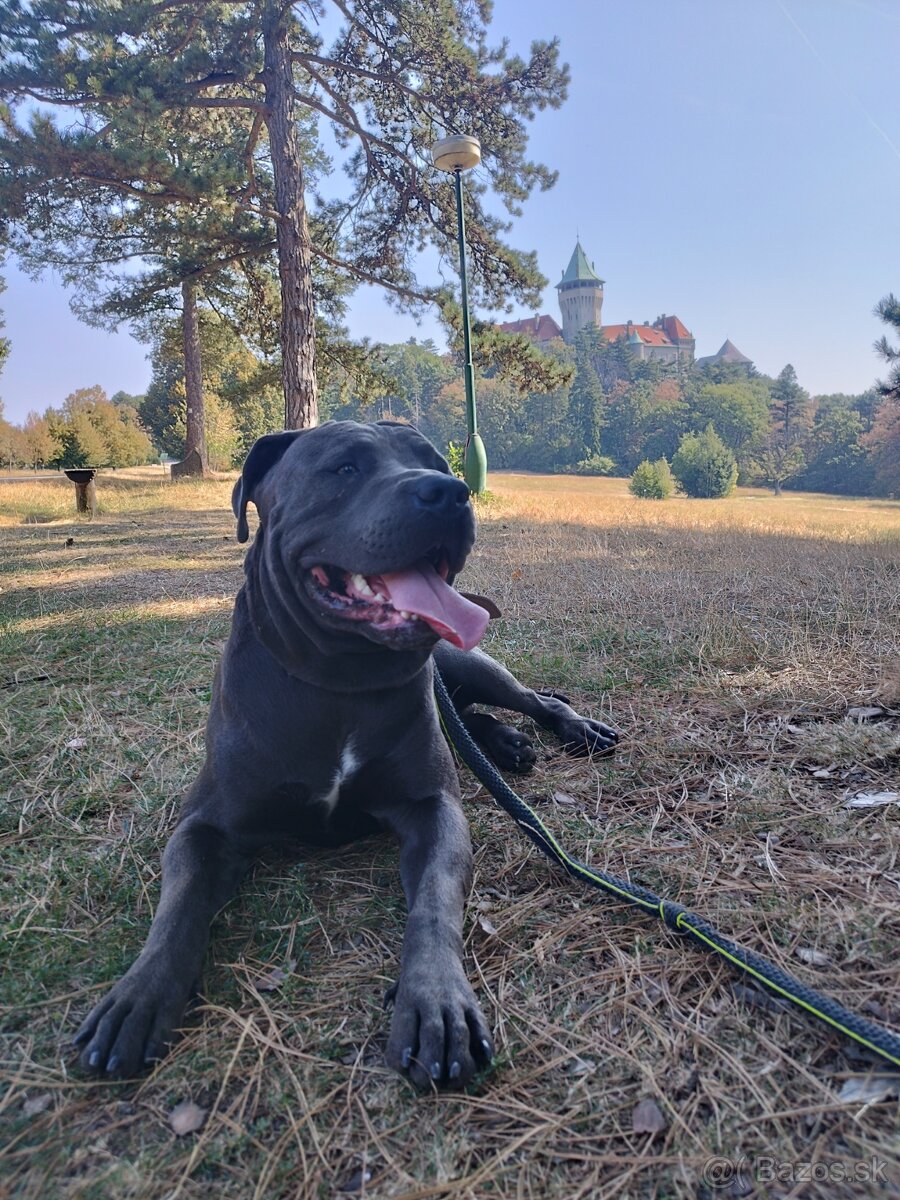 Amstaff šteniatka -verný modrý priatelia - 7