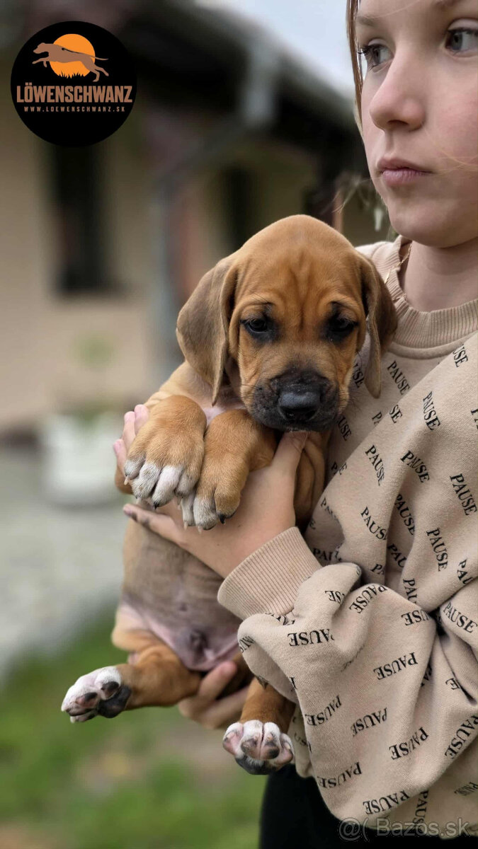 Rhodesian Ridgeback / Rodézsky ridgeback s fci PP - 7