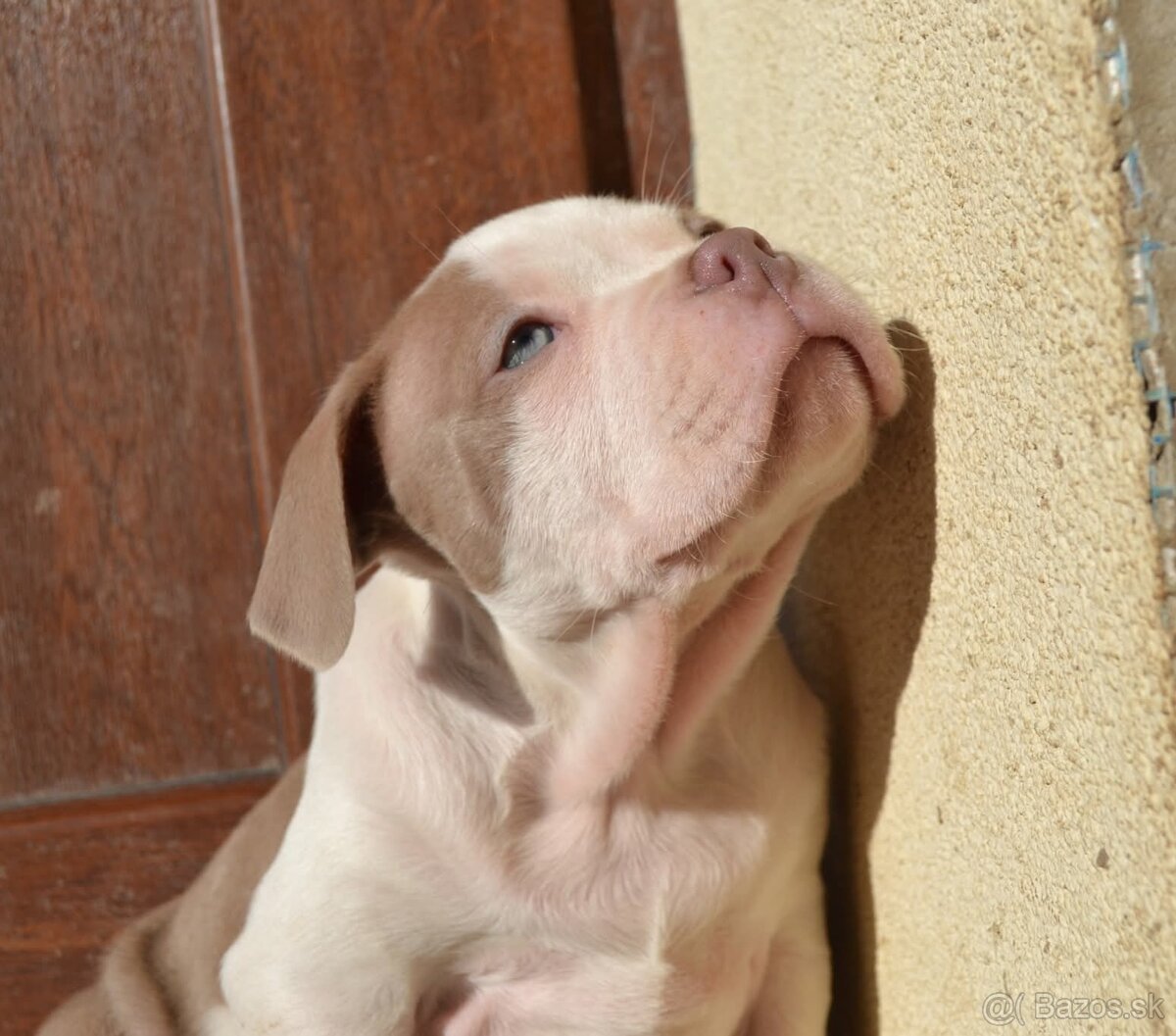 American bully pocket / standard - 7