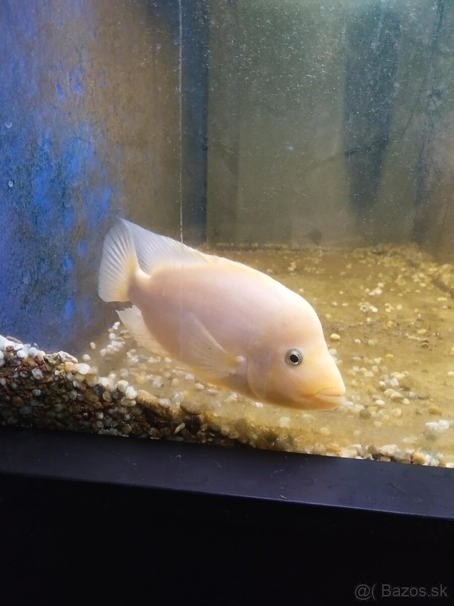 Amphilophus Citrinellus - 7