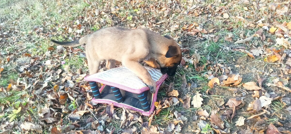 Belgický ovčiak malinois - 7