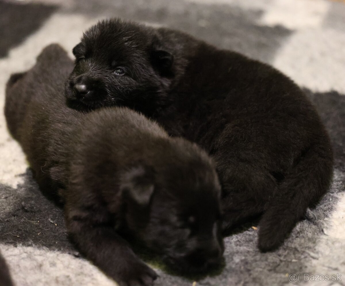 Nemecký ovčiak s PP - 7