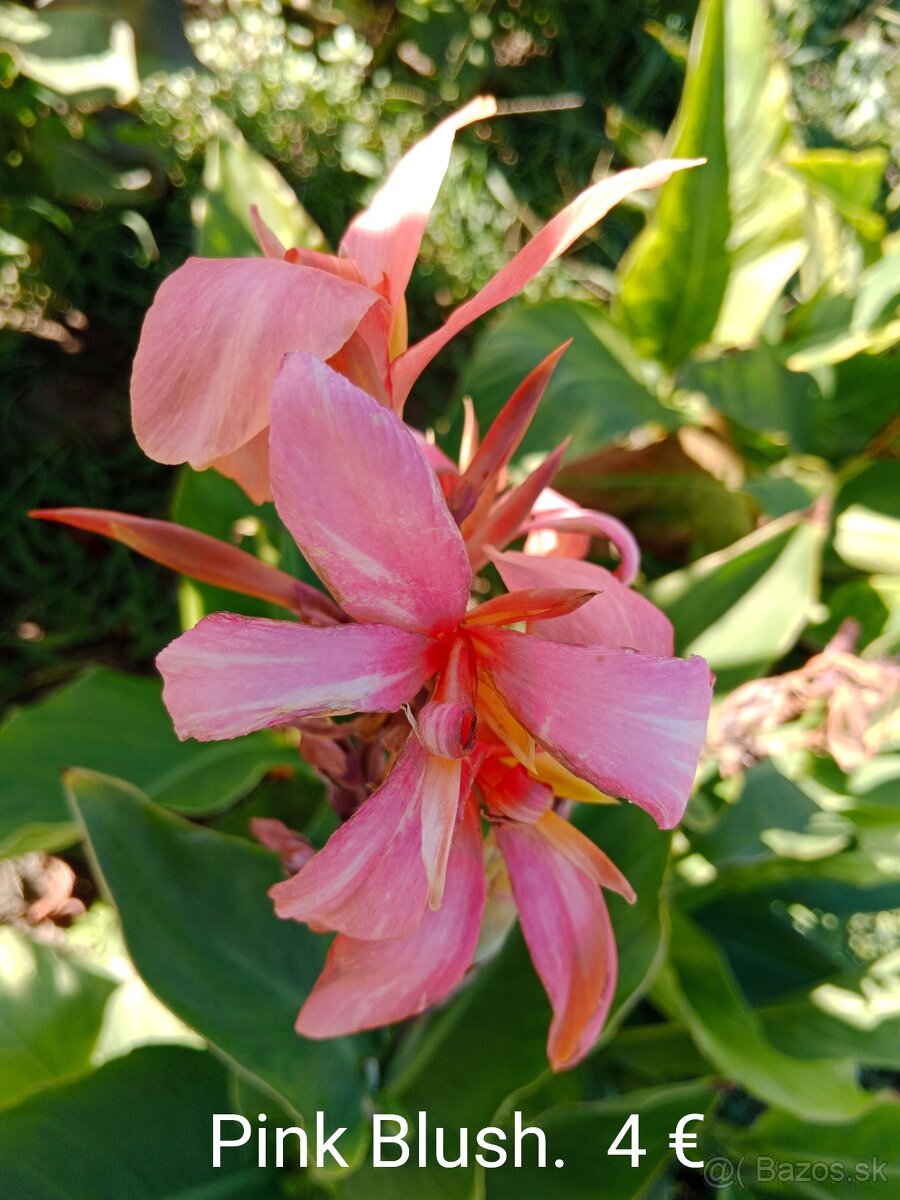 Kana indická (Canna indica) hľúzy. - 7