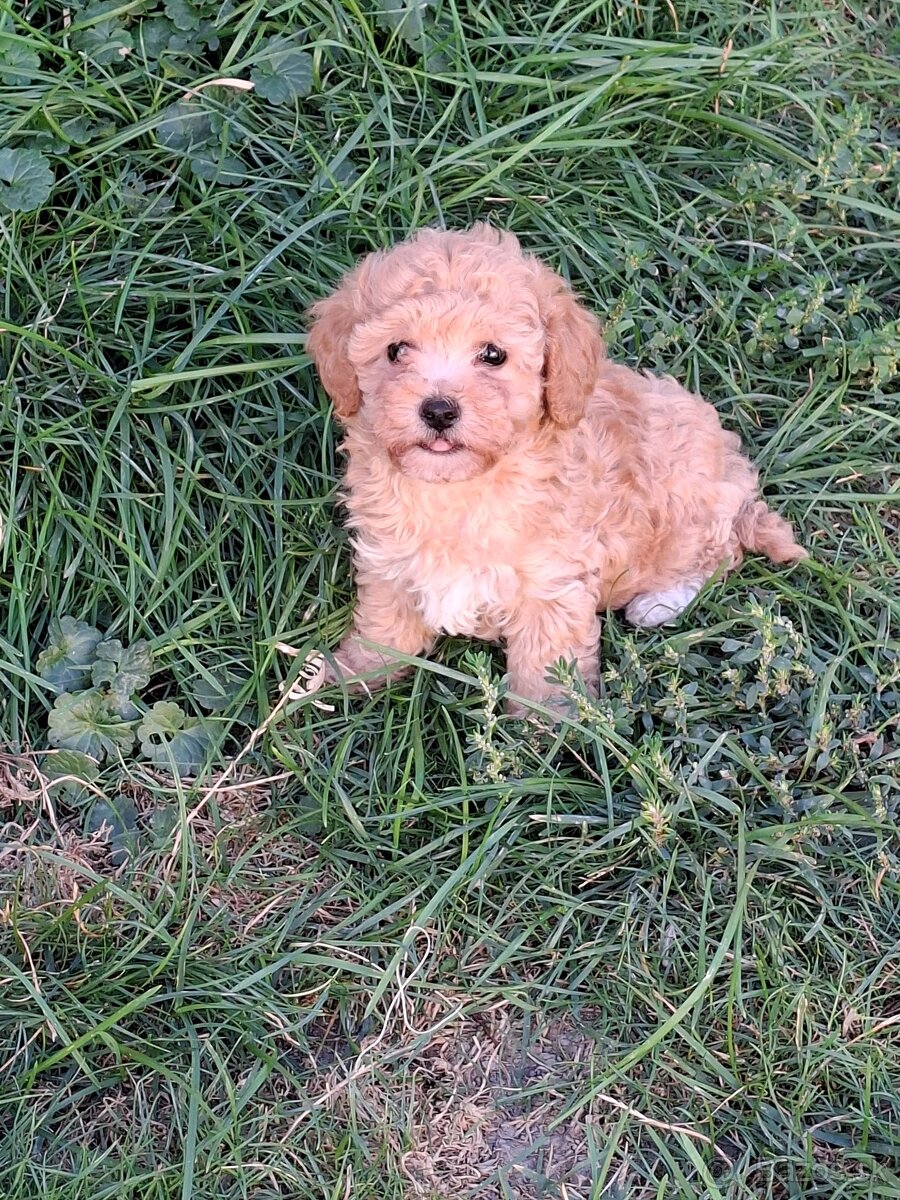 Mini maltipoo,maltipo - 7