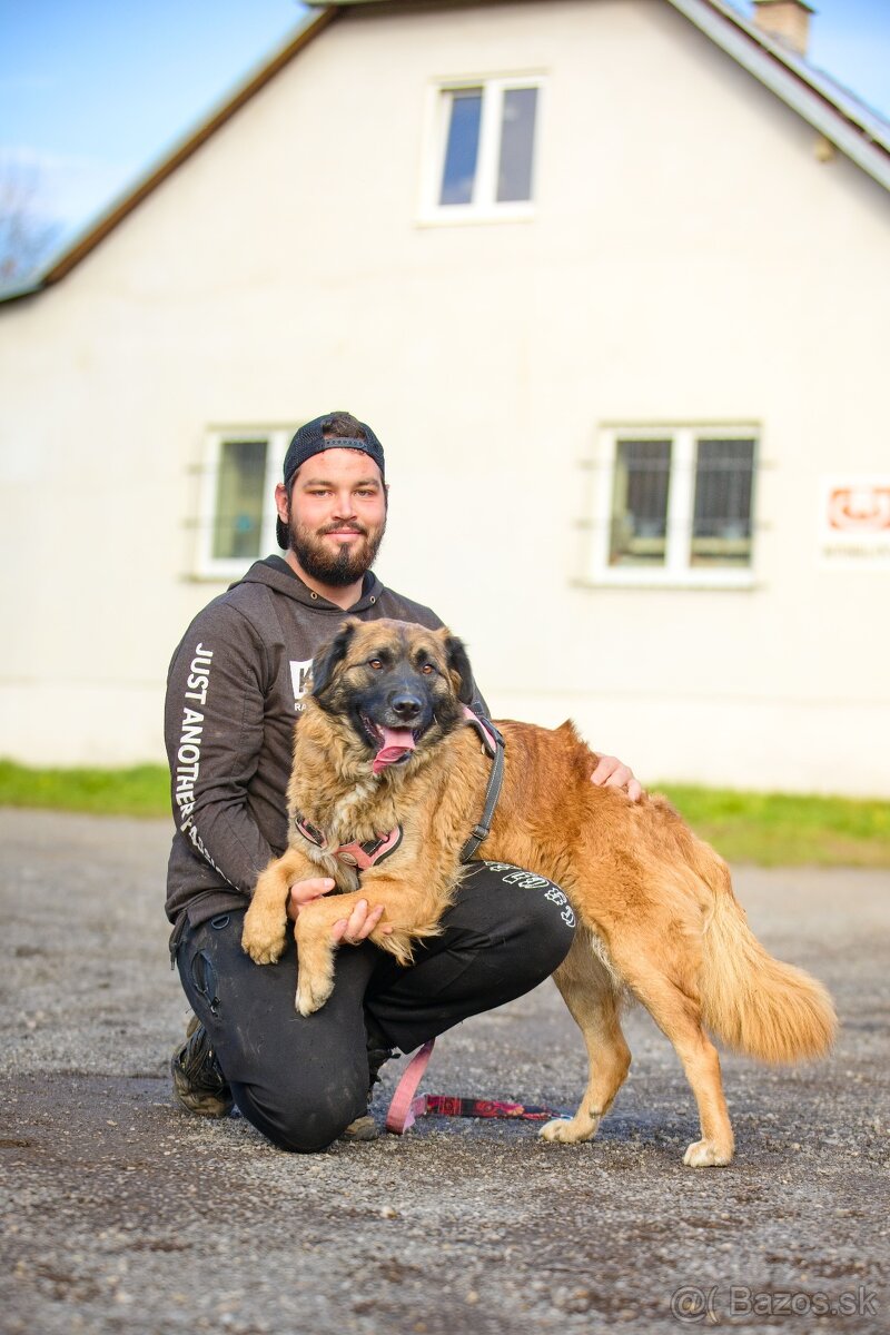 Darujem mohutnú sučku pandu - mix leonberger - 7