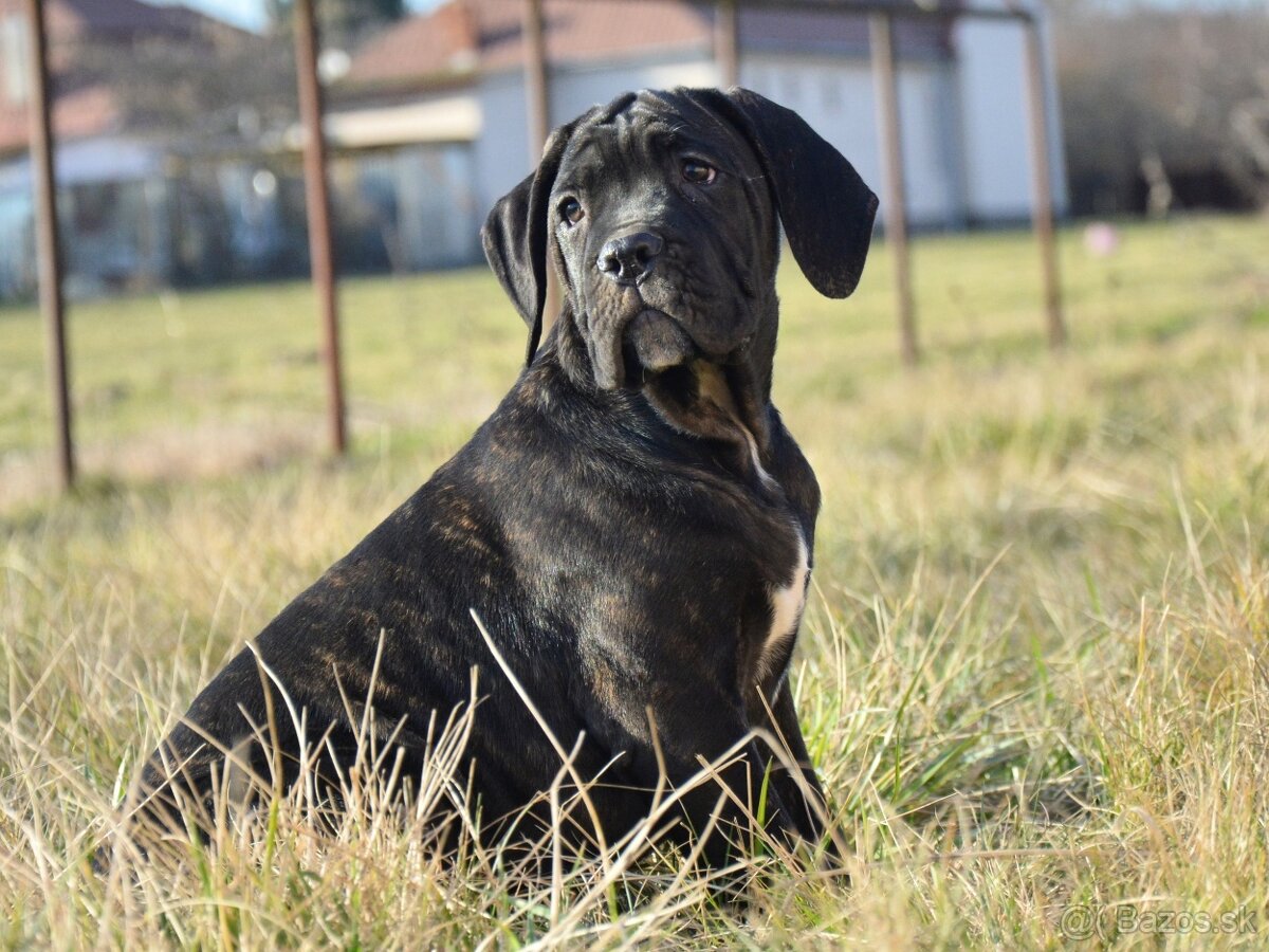 Cane corso s FCI rodokmeňom - 7