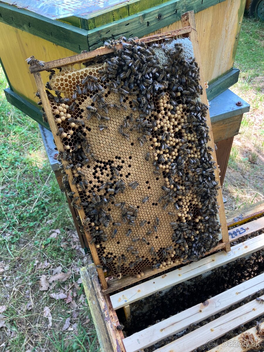 Predám včely - 7