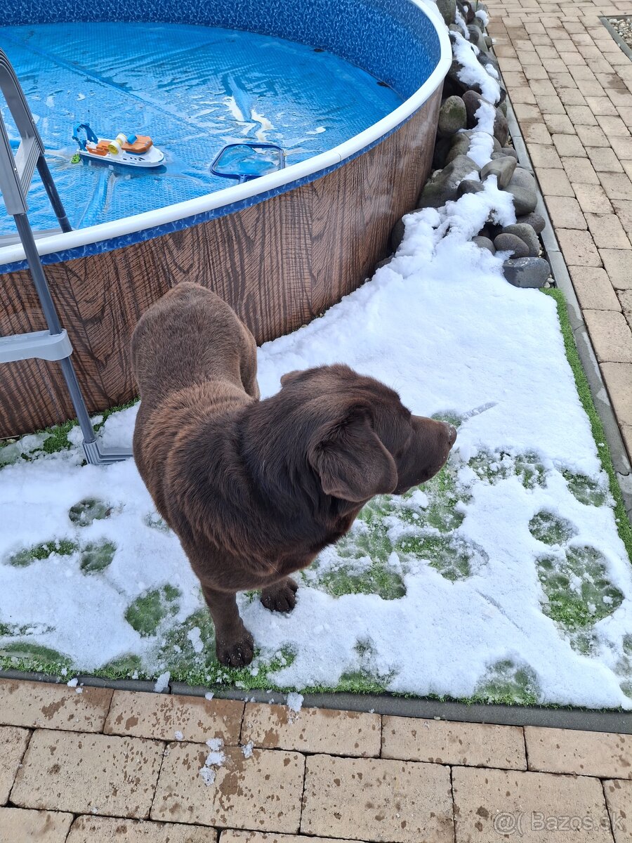 Ponúkam psa na krytie. - 7