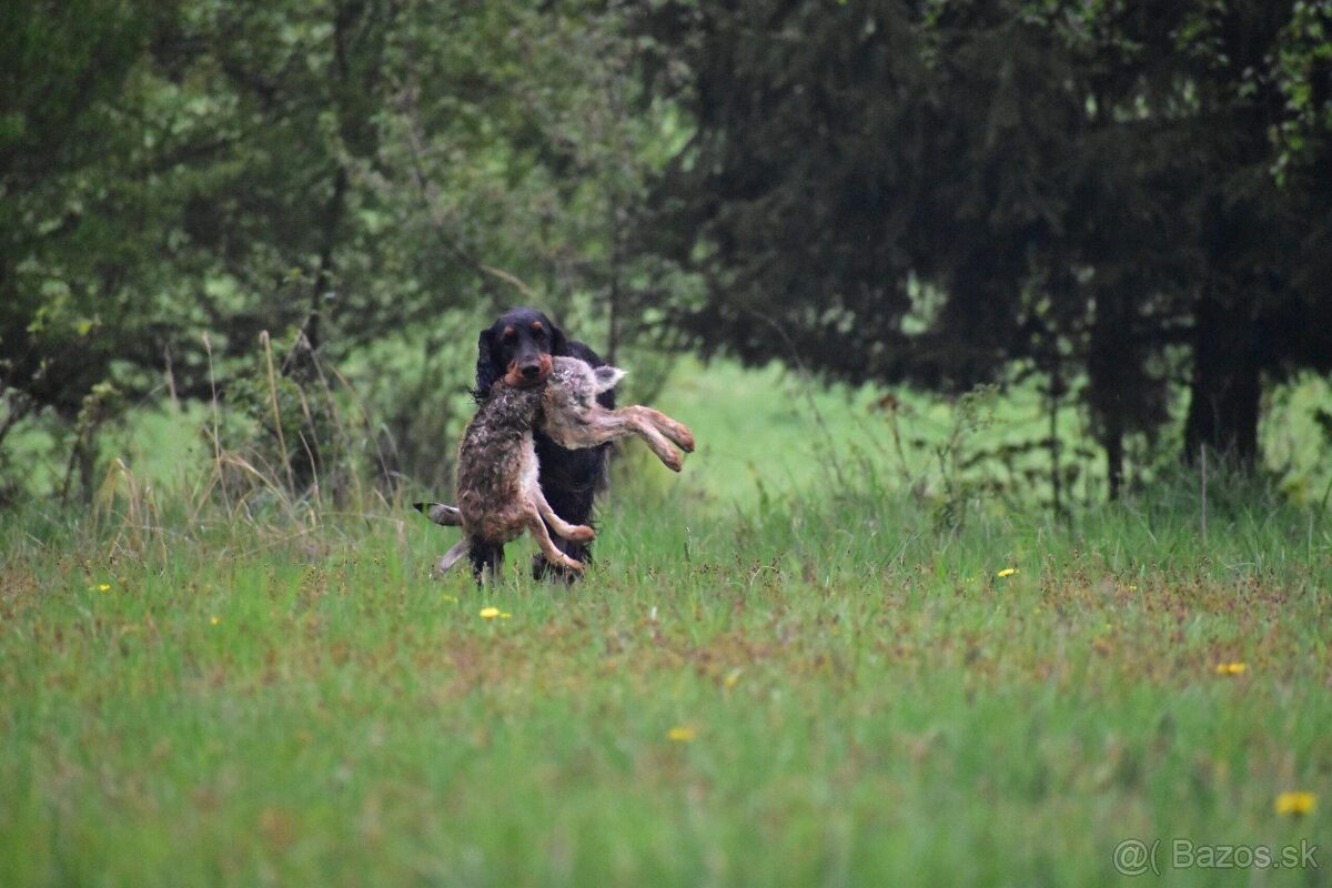 Gordon seter s PP, Gordonsetr, setr - 7