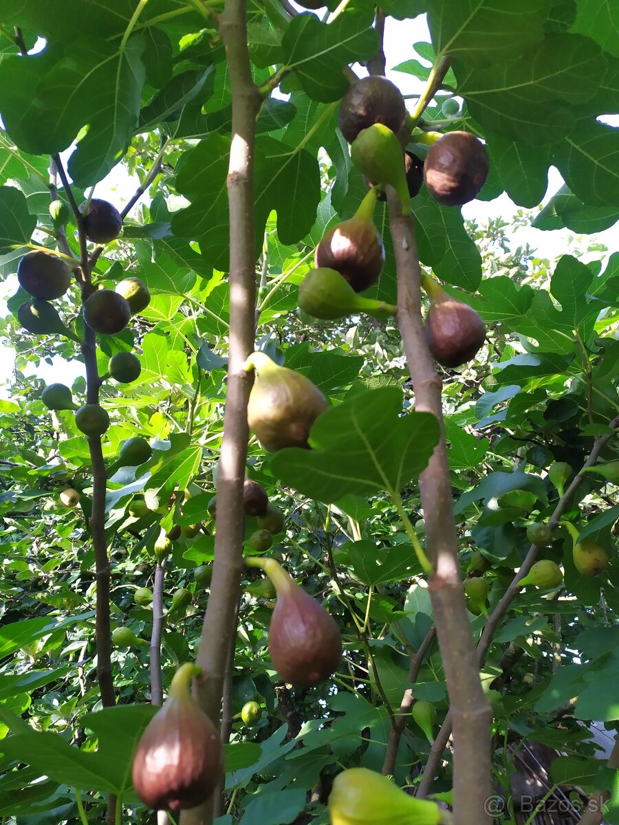 Predám FIGOVNÍK, figovníky Brown Turkey - 7