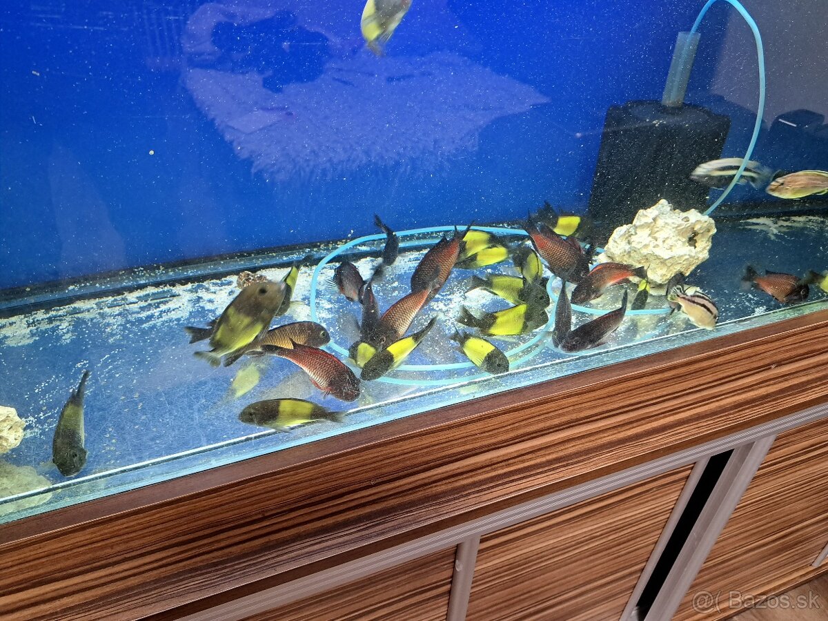 Akvarium 500l - 7