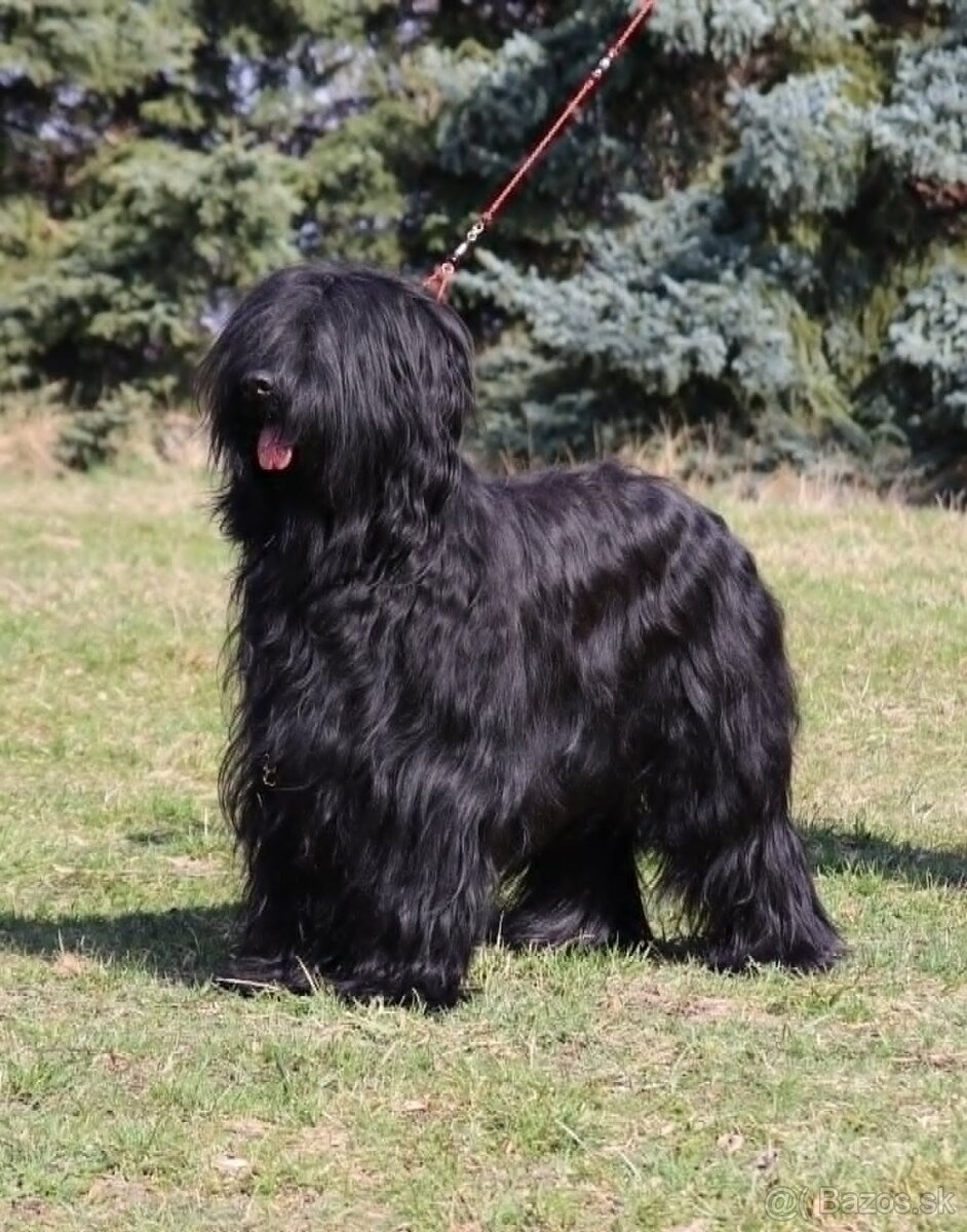 Briard černý - volní pejci - 7