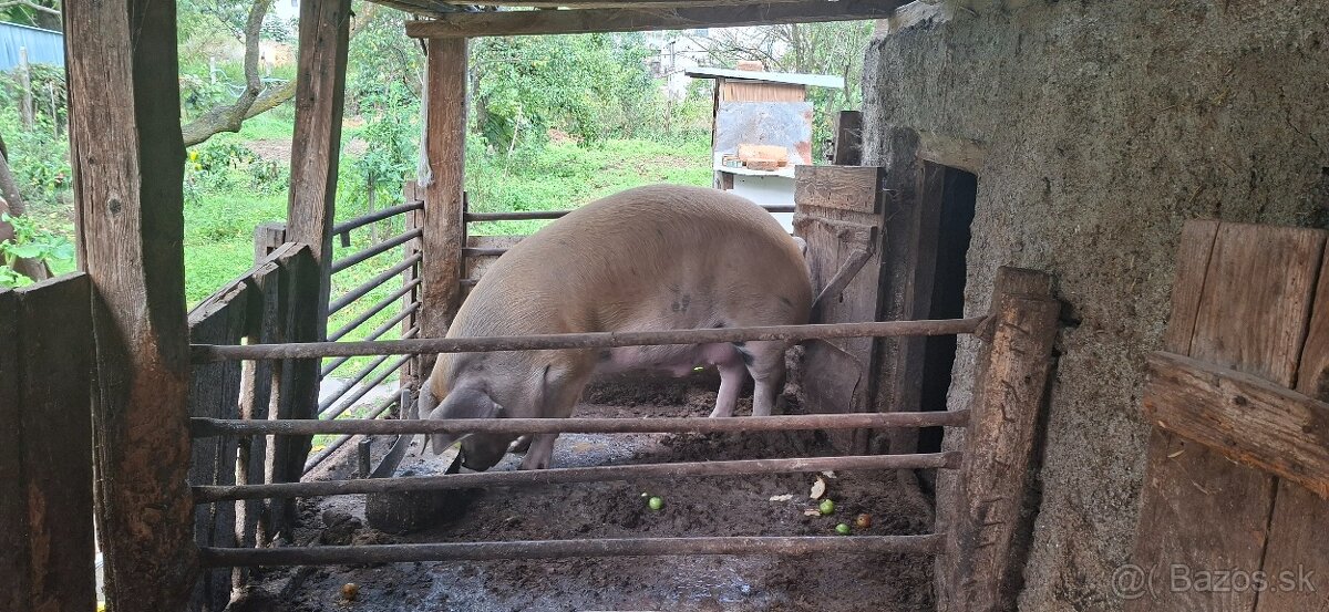 Predám prasatá - 7