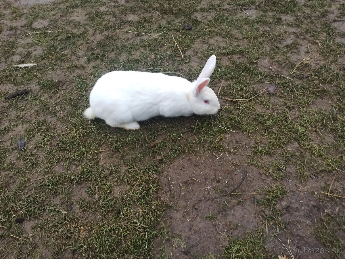 Predám samice Hyla a Hyplus - 7