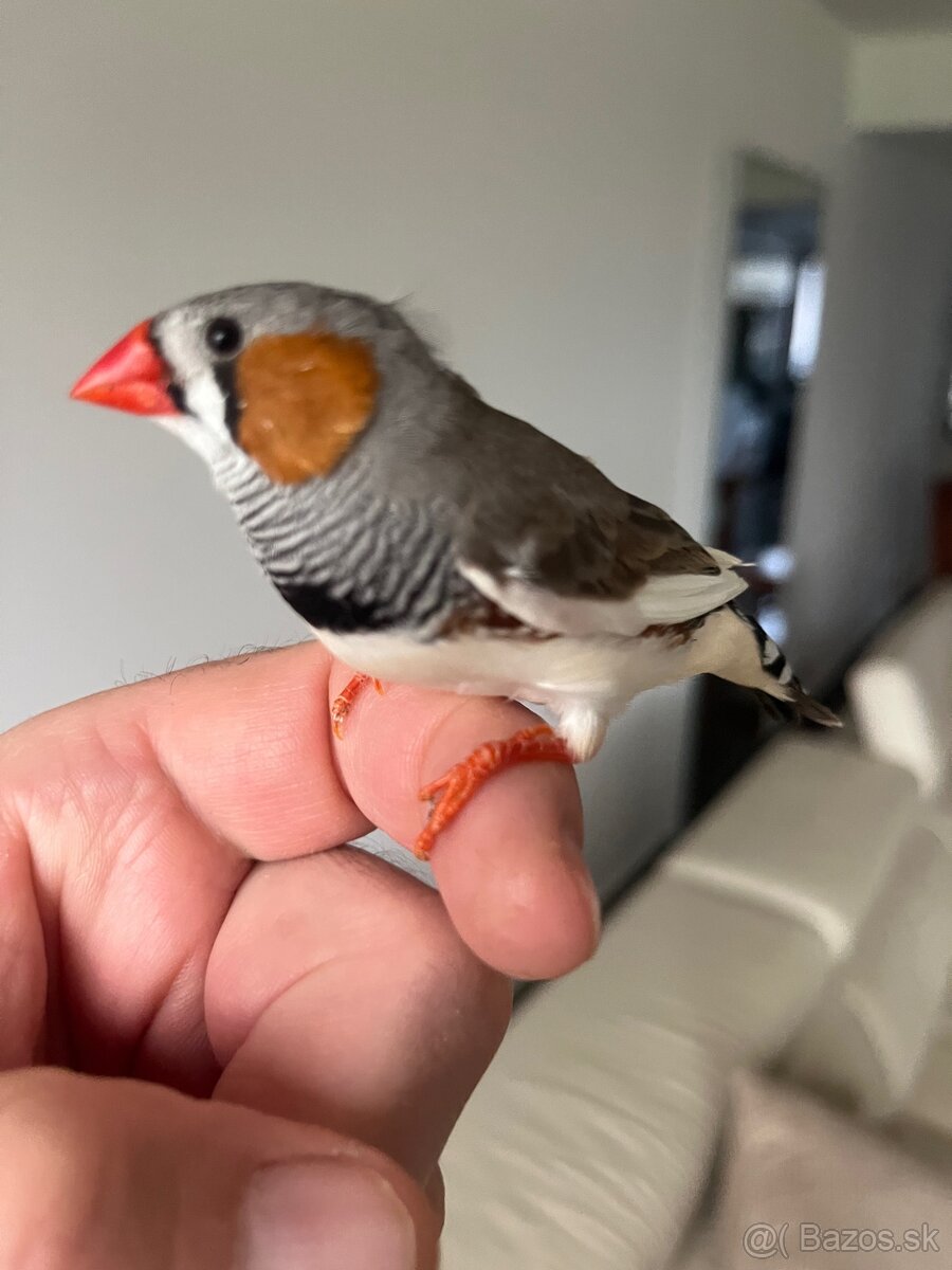 Zebrička austrálska - 7