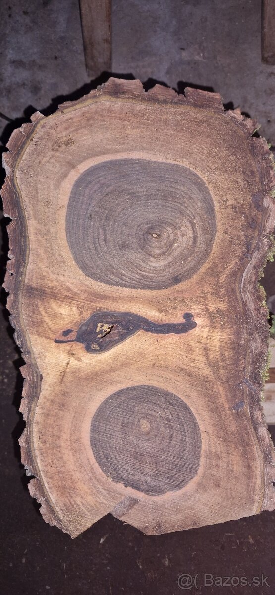 Orechové priečne rezy čerstvé - 7