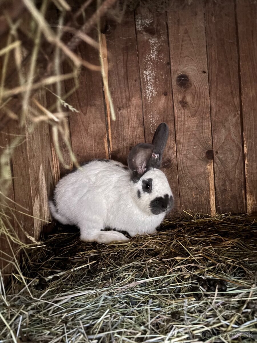 Predám králiky - 7