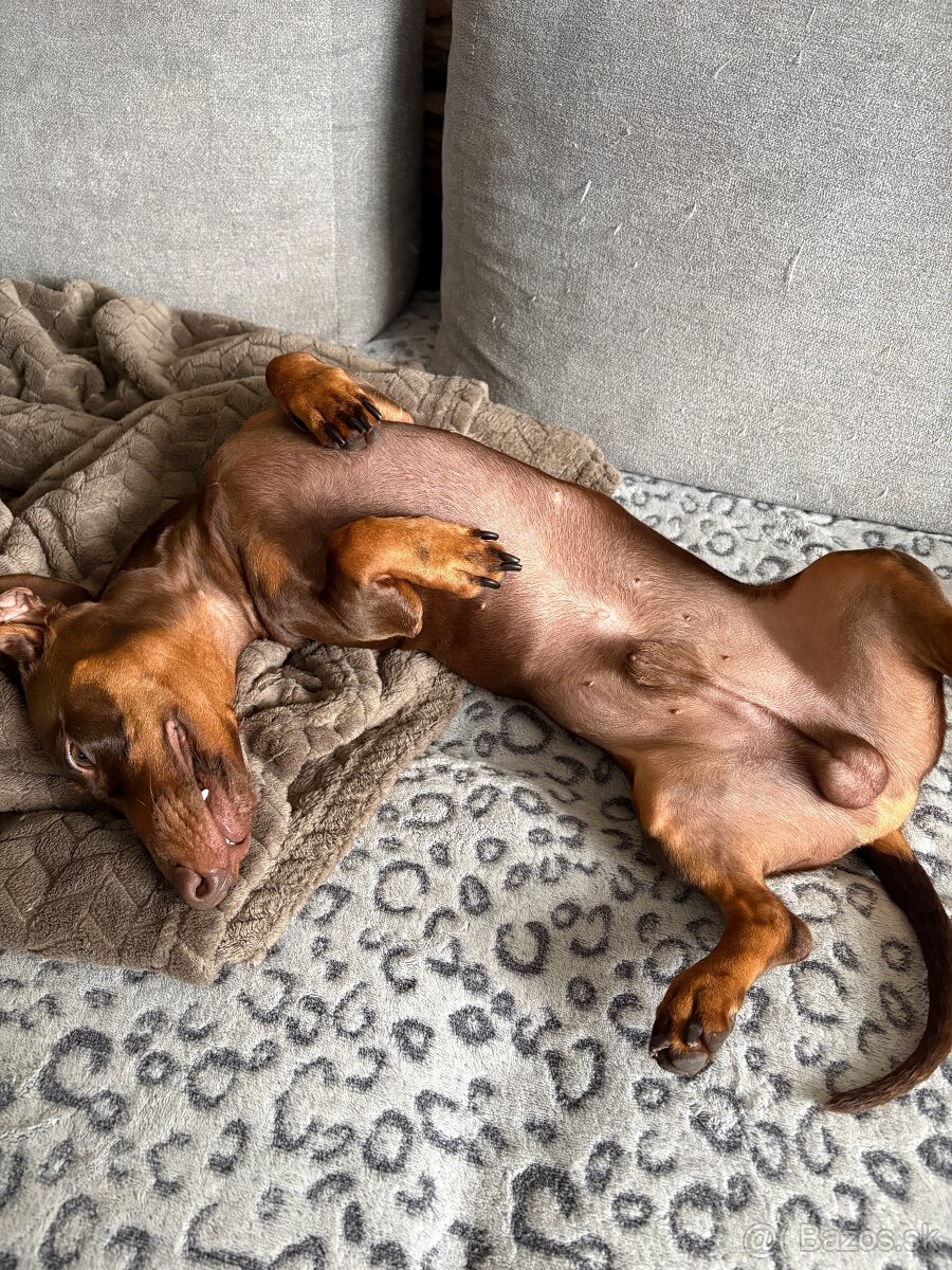 Jazvečik na kritie - 7