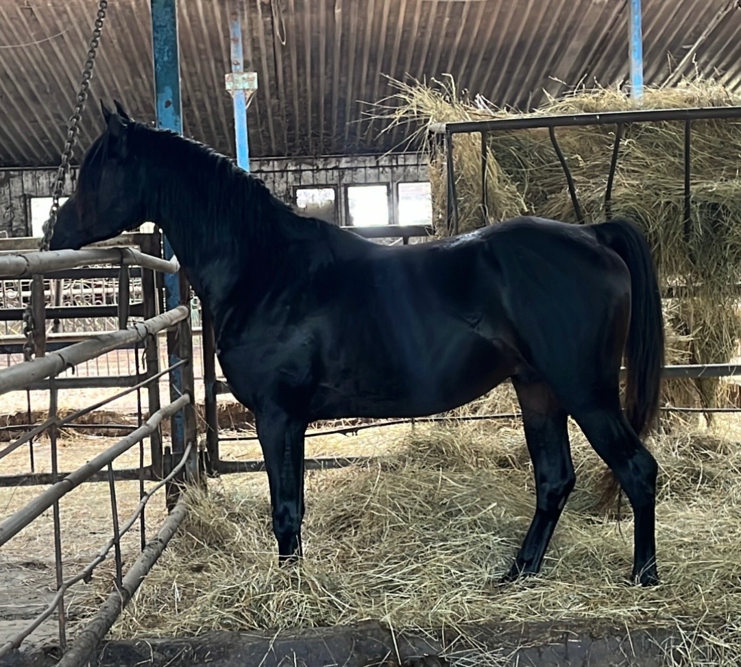 Arabský plnokrvník - 7