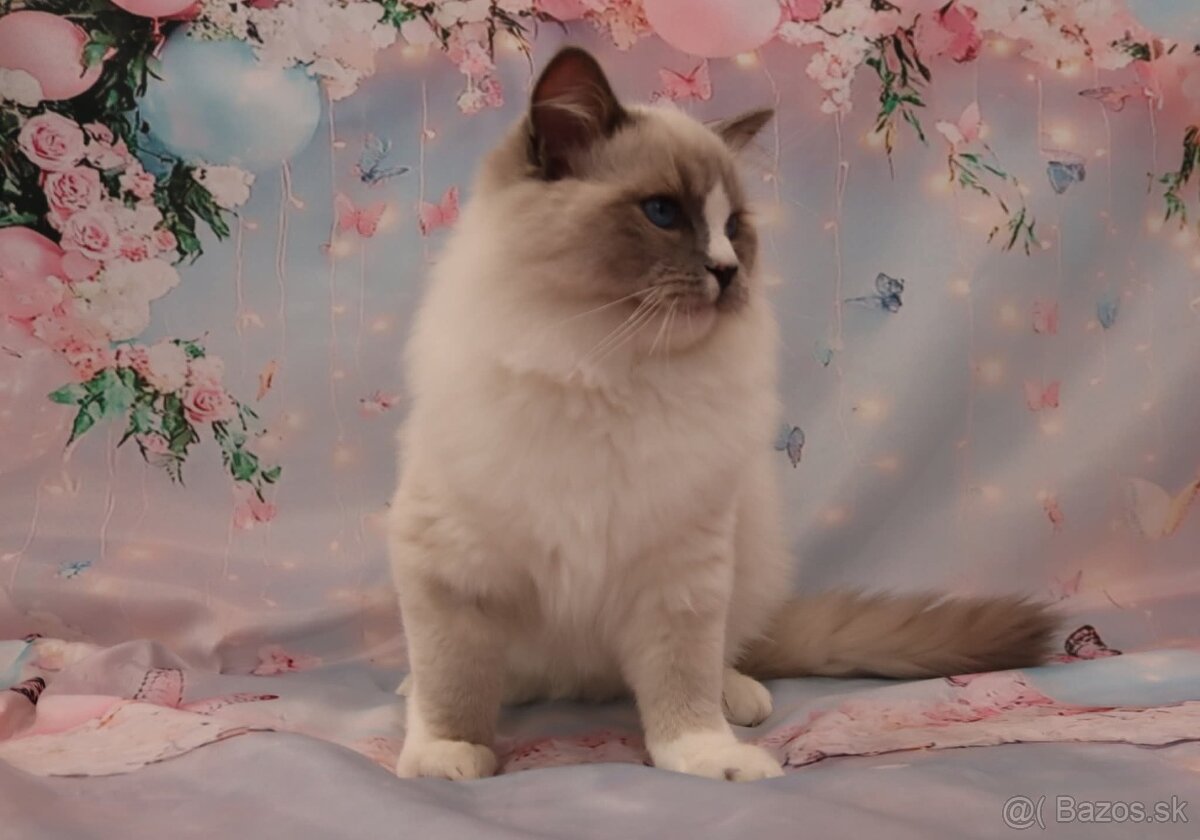Ragdoll kocúrik s PP - 7
